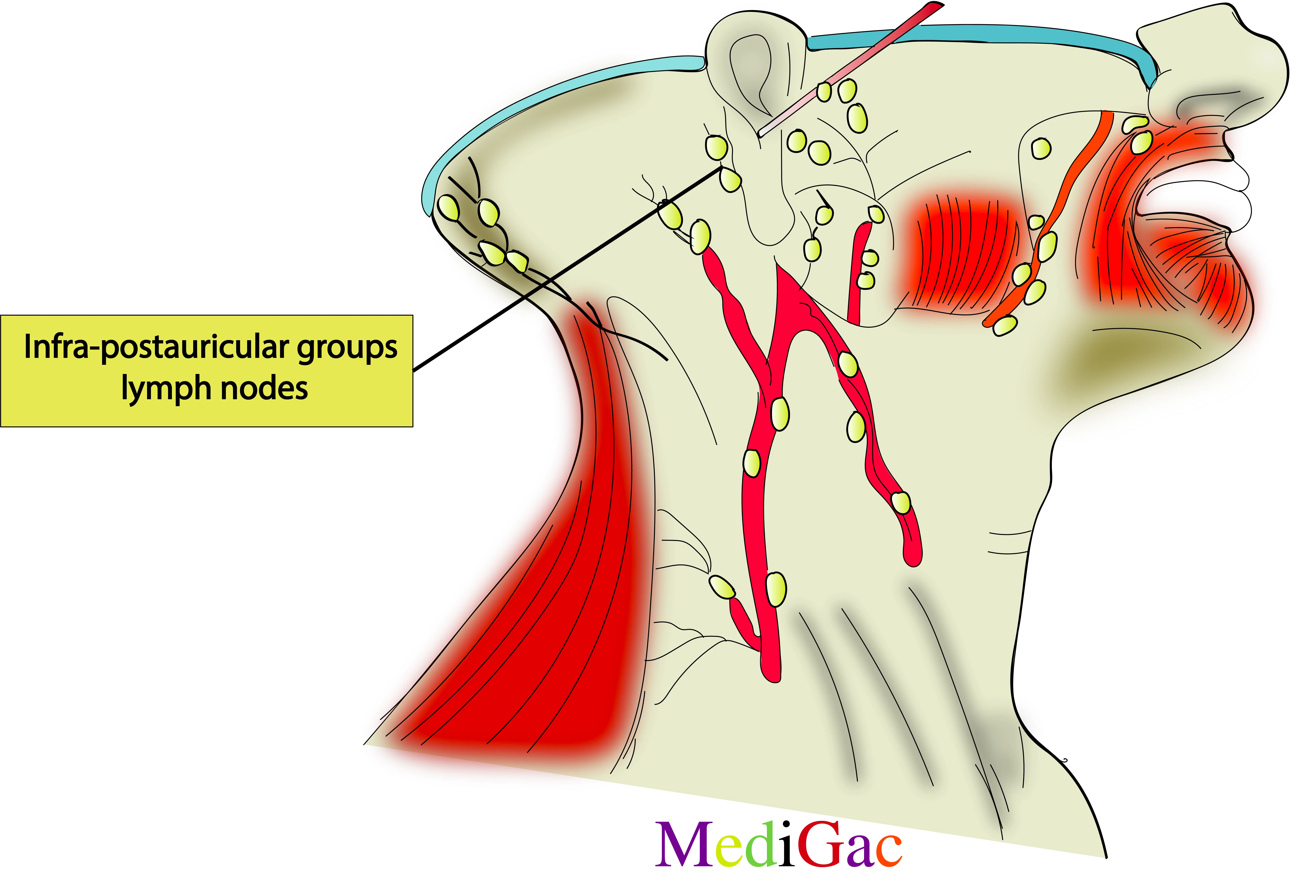 Infra post-auricular lymph nodes